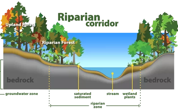 Let’s protect our riparian strip