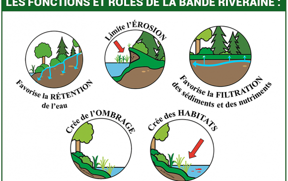 Protégeons notre bande riveraine